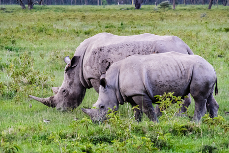 Two big white rhino. Nakuru, Kenyaの写真素材