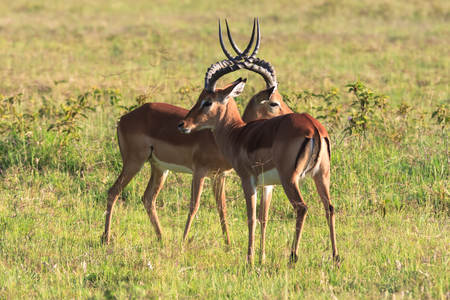 Before the duel. Two males. Who will win? Kenya, Africaの写真素材