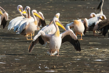 Pelican with open wings. Nakuru, Kenyaの写真素材