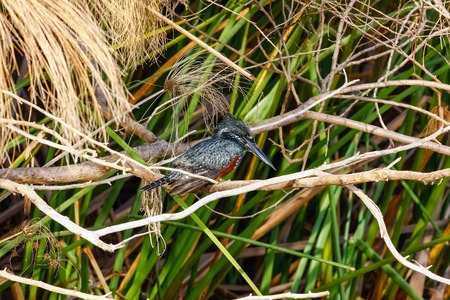 Black kingfisher in ambush. Naivasha, Kenyaの写真素材