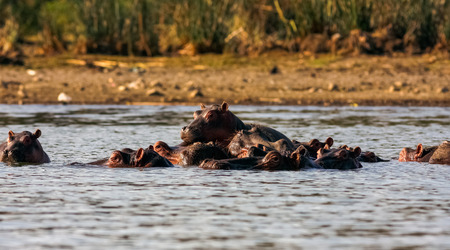 Naivasha hippos and family. Kenya, Africaの写真素材