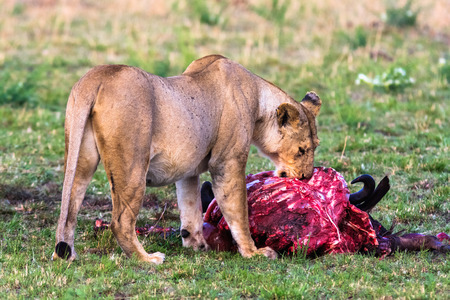 Lioness near the prey. Masai Mara, Kenyaの写真素材