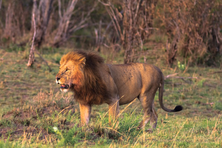 The very biggest cat in Africa. Kenya, Masai Mara