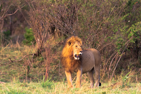 The biggest cat in Africa. Kenya, Masai Maraの写真素材