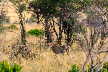 The cheetah goes into the bush. Kenya, Africaの写真素材