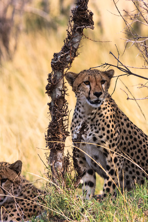 Two cheetahs near the tree. Kenya, Africaの写真素材