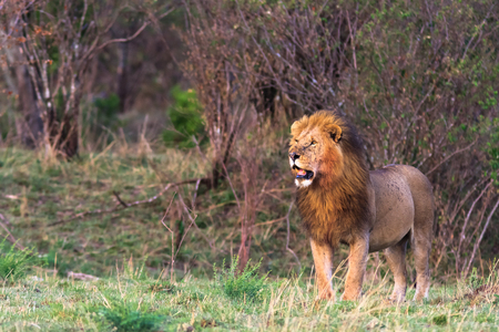 The owner of the savannah. Masai Mara, Kenyaの写真素材