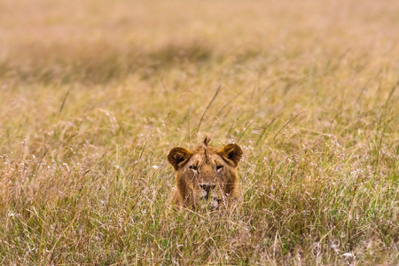 Lioness resting on the grass. Kenya, Africaの写真素材