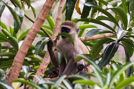 The green monkey on the tree. Masai Mara, Kenyaの写真素材