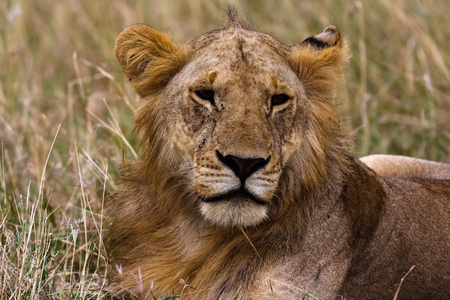 Head of a future king. Kenya, Africaの写真素材