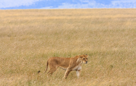 Lioness in the savannah of Masai Mara, Kenyaの写真素材