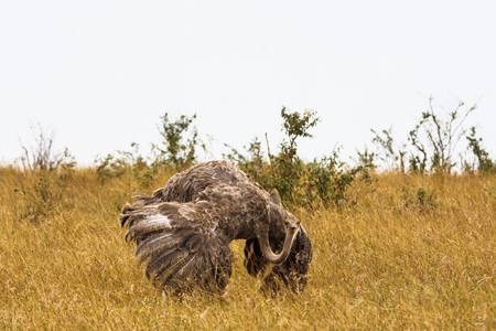 The female African ostrich with spread wings. Marriage dance. Kenya, Africaの写真素材