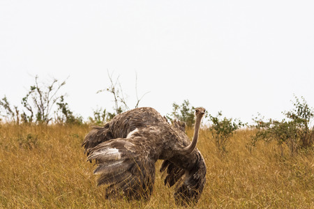 The female African ostrich with spread wings. Kenya, Africaの写真素材