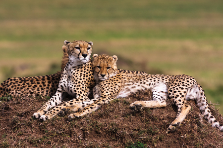 The family of cheetahs is watching. Hills of Serengeti, Africaの写真素材