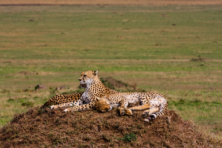 Two cheetahs is watching the savanna. Hills of Serengeti, Africaの写真素材