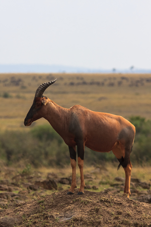 African kongoni on the hill. Kenya, Masai Maraの写真素材