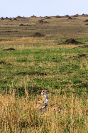 The cheetah observation point. Kenya, Africaの写真素材