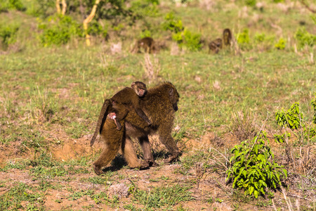 Baboon with baby. Savanna of Kenya, Africaの写真素材