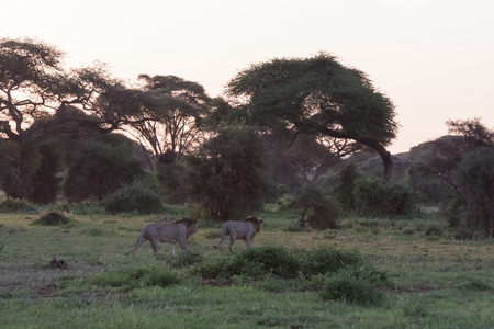 Two lions and two brothers go hunting. Amboseli, Kenyaの写真素材