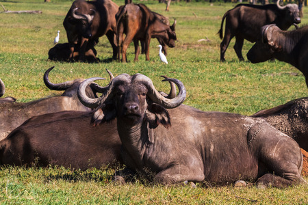 Small herd of buffalo at resting. Kenya. Africaの写真素材