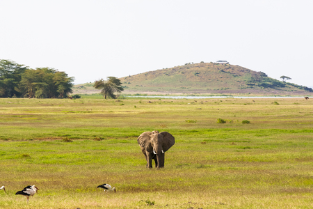 Landscape with big elephant. Hills of Amboseli, Kenyaの写真素材