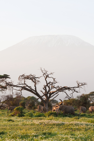 Elephants near the mountain kilimanjaro. Kenya, Africaの写真素材