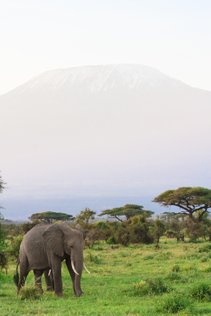View of Kilimanjaro Mountain from Kenya. Eastest Africaの写真素材