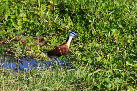 African Jacana on the Swamp of Amboseli, Kenya.の写真素材