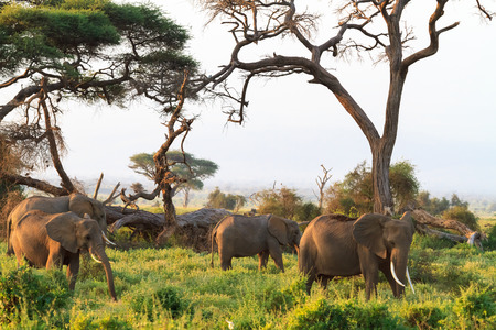 Elephants family. Amboseli. Kenya, Kilimanjaro mountain.の写真素材
