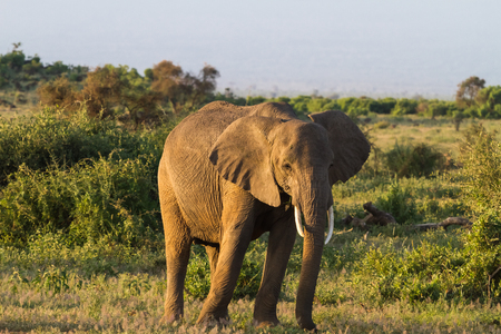 Huge elephant. Savanna. Amboseli national park. Kenya, Kilimanjaro mountainの写真素材