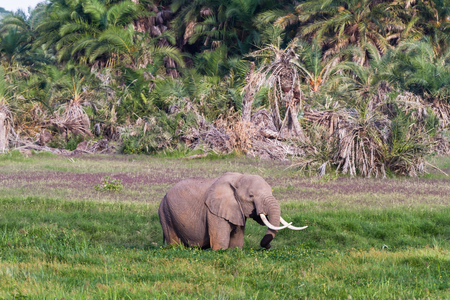 African elephant in the swamp. Amboseli, Kenyaの写真素材
