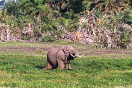 Very big elephant in the swamp. Amboseli, Kenyaの写真素材