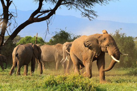 Herd of elephants. Kenya, Africaの写真素材