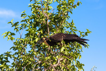 Southhern ground hornbill on the tree. Tarangire, Africa