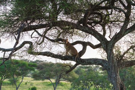 Lioness sit on the tree. Tarangire, Tanzaniaの写真素材