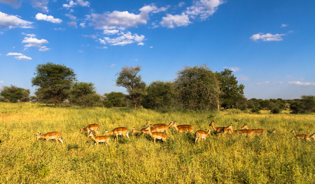 Large herd of impalas. Tarangire, Tanzaniaの写真素材