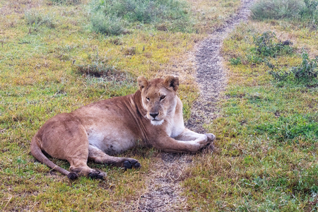 The lazy lioness on the ground. Sandy savanna of Serengeti, Tanzaniaの写真素材
