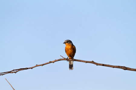 Silverbird on the tree. Tanzania, Serengeti