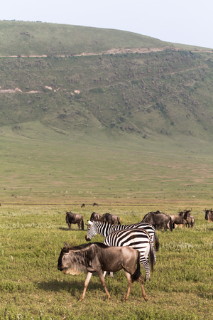 Caldera of NgoroNgoro crater. Tanzania, Africaの写真素材