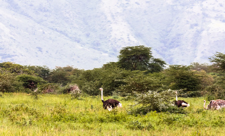 Ostriches inside the crater of Ngorogoro.の写真素材