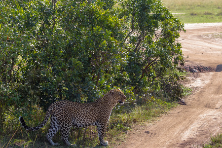 Large leopard in the bush. Savannah Masai Mara, Kenyaの写真素材
