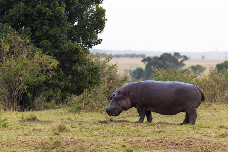 Lonely hippo oh shore of Mara River. Kenya, Africaの写真素材