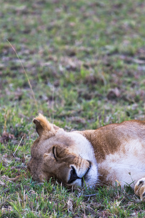Head of large lioness. Masai Mara, Kenyaの写真素材