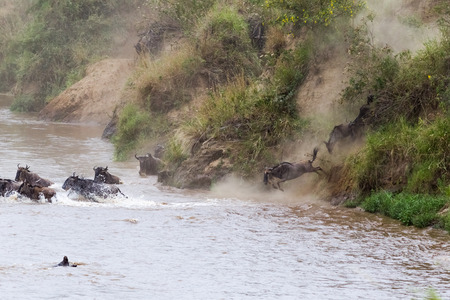 A large stream of herbivores across the Mara River in Kenya. Masai Mara, Africaの写真素材