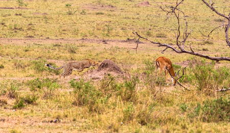 Photo series: Cheetah hunting for big Impala. The third episode. Masai Mara, Kenyaの写真素材