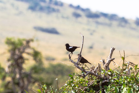 Two bird on the branch. Chiff chat on the tree. Masai Mara, Kenya