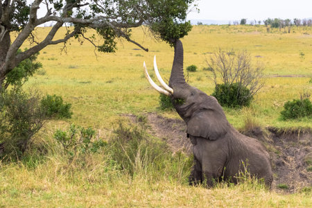 The elephant tears off the leaves from the tree. Masai Mara, Kenyaの写真素材