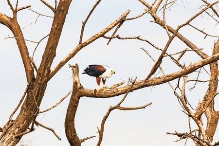 The eagle devours fish on a branch. Baringo, Kenyaの写真素材
