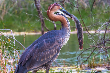 Portrait of a satisfied bird. Goliath heron with fish. Baringo lake, Kenyaの写真素材