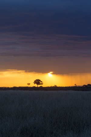 The last rays of the sun in the savannah. Masai Mara, Kenya. Africaの写真素材